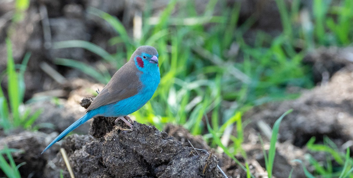 Red-cheeked Cordonbleu - Forest Botial-Jarvis