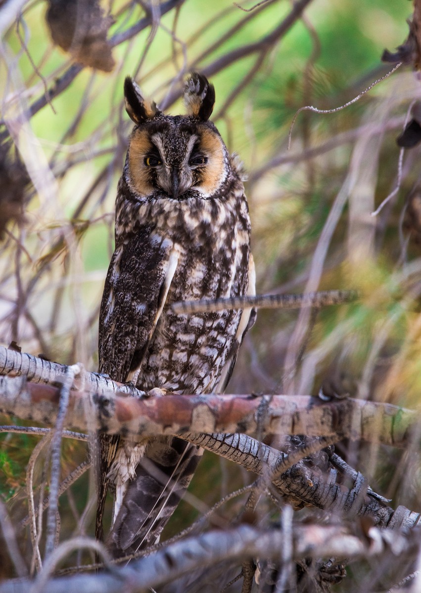 Long-eared Owl - Kalee Vidana