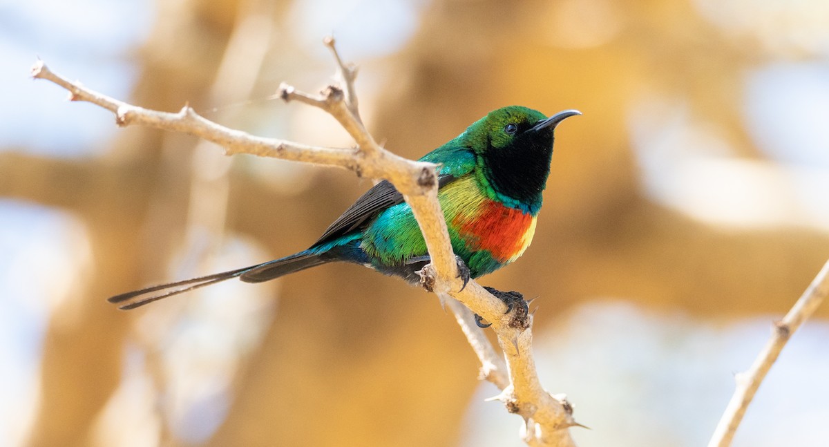 Beautiful Sunbird - ML161469821