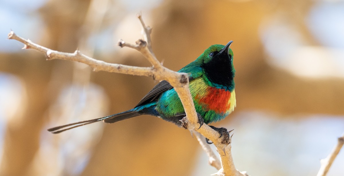 Beautiful Sunbird - ML161469851