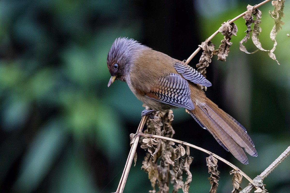 Rusty-fronted Barwing - ML161470311