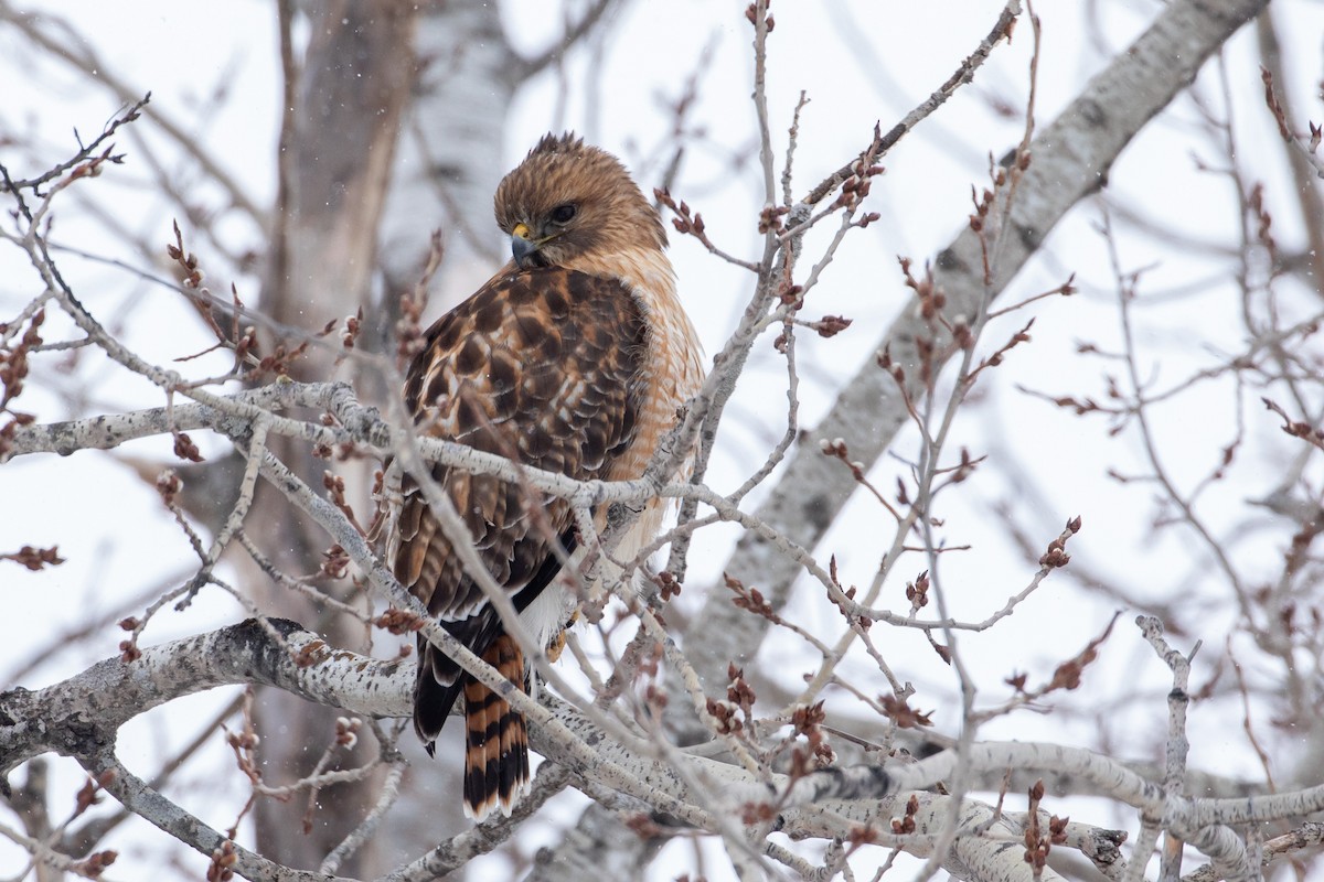 Red-shouldered x Red-tailed Hawk (hybrid) - ML161470561