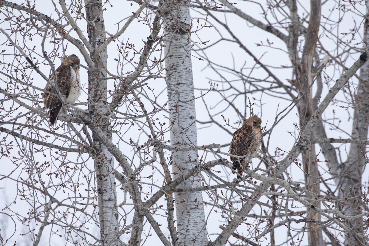 Red-shouldered x Red-tailed Hawk (hybrid) - ML161470631