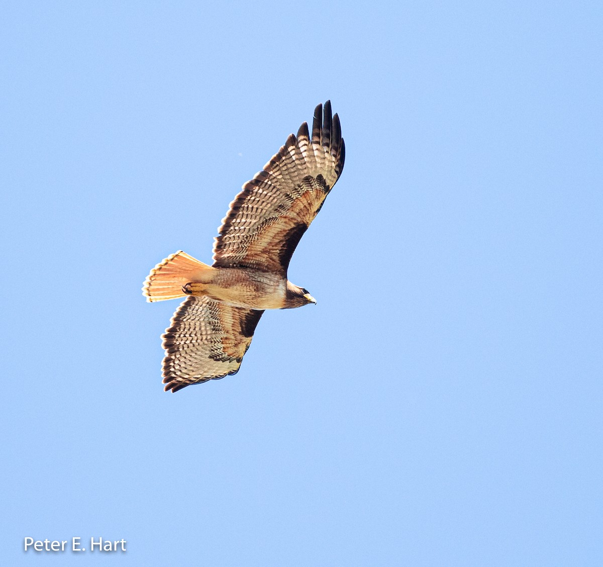 Red-tailed Hawk - ML161472361