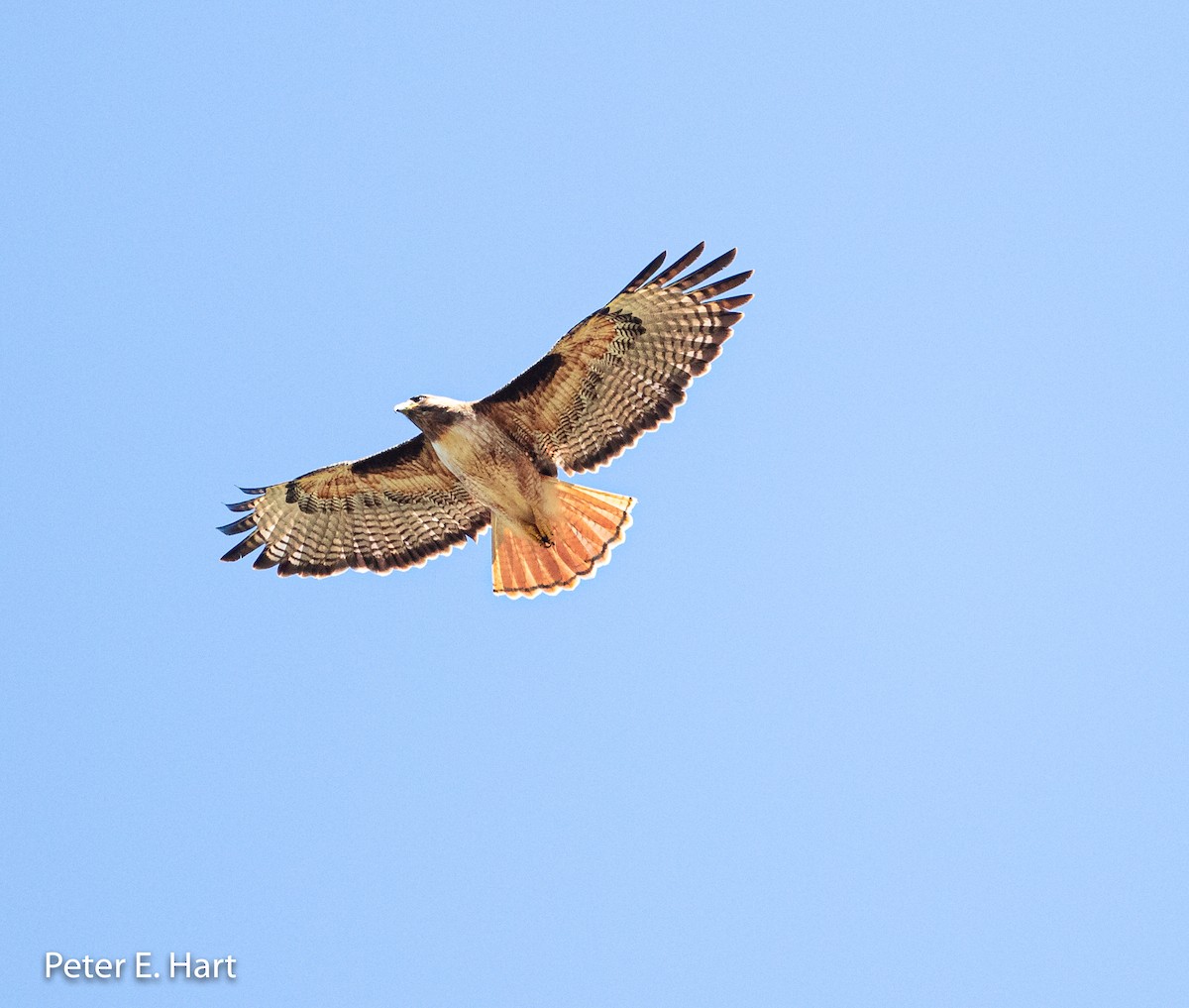 Red-tailed Hawk - ML161472371