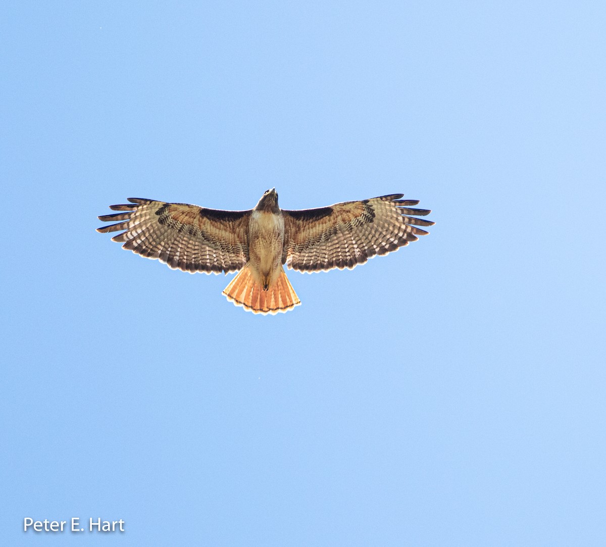 Red-tailed Hawk - ML161472381