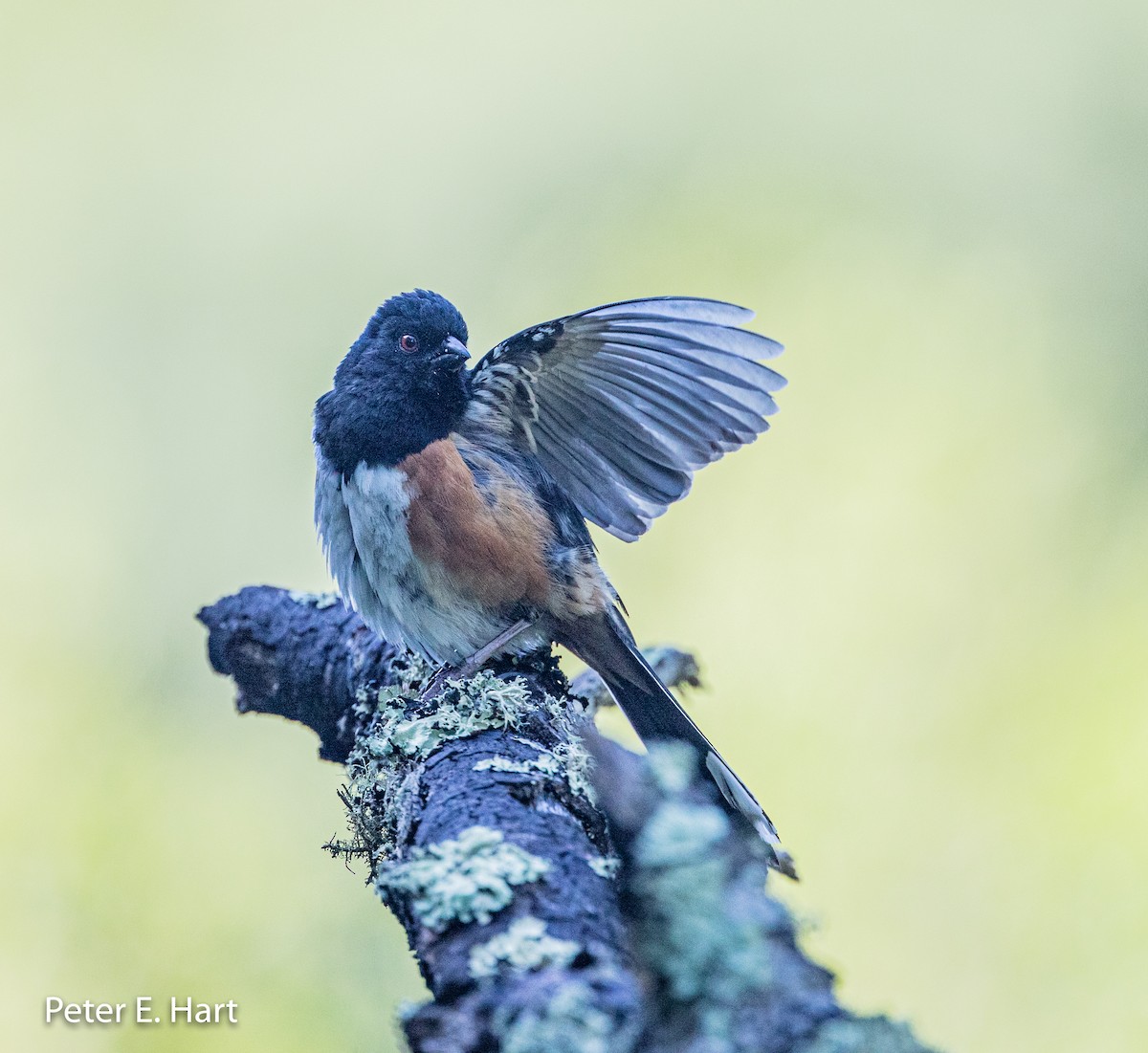 Spotted Towhee - ML161472621