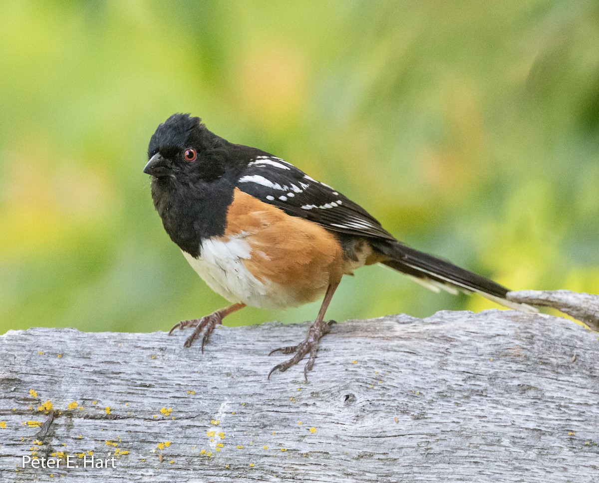 Spotted Towhee - ML161472641
