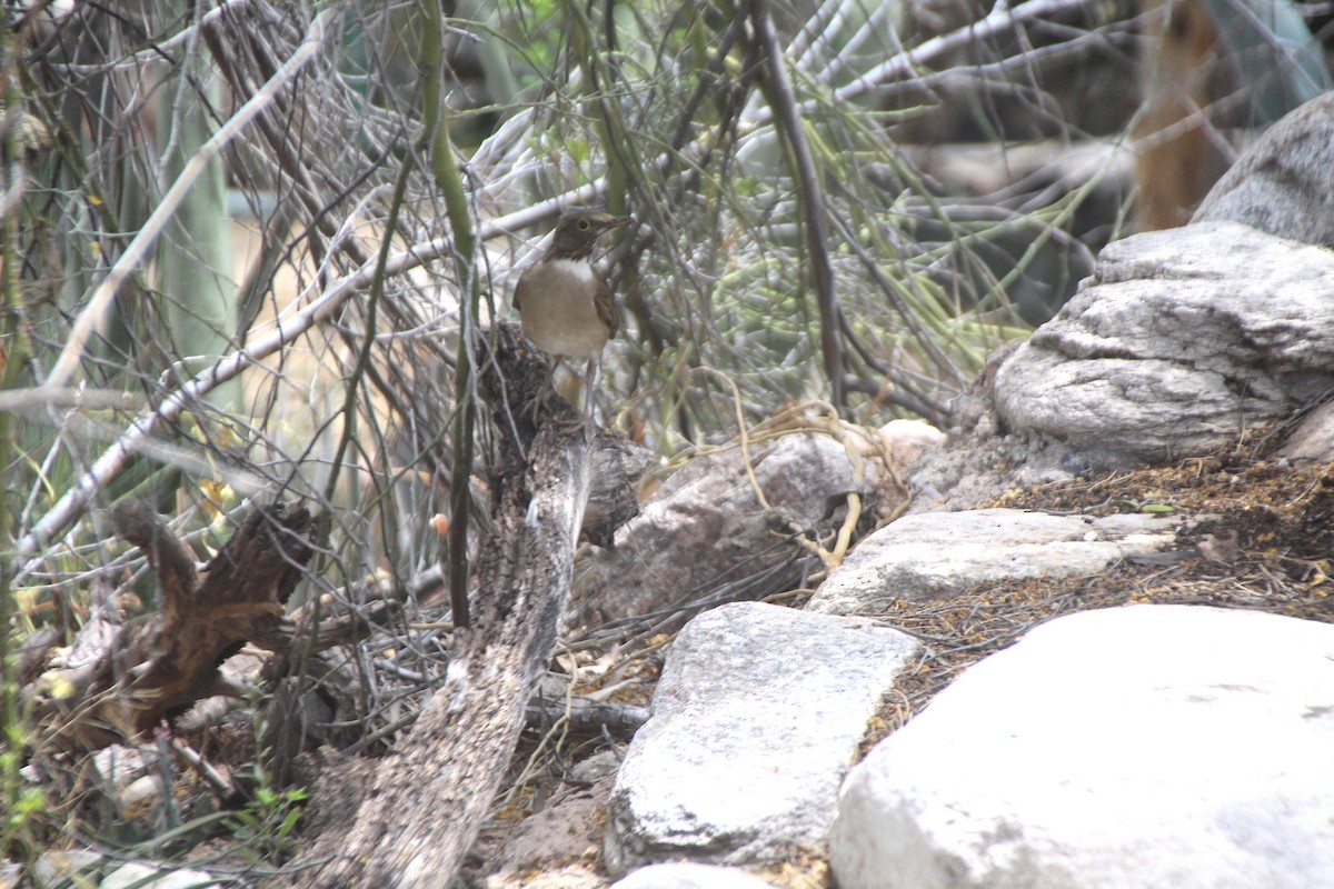 White-throated Thrush - ML161475011