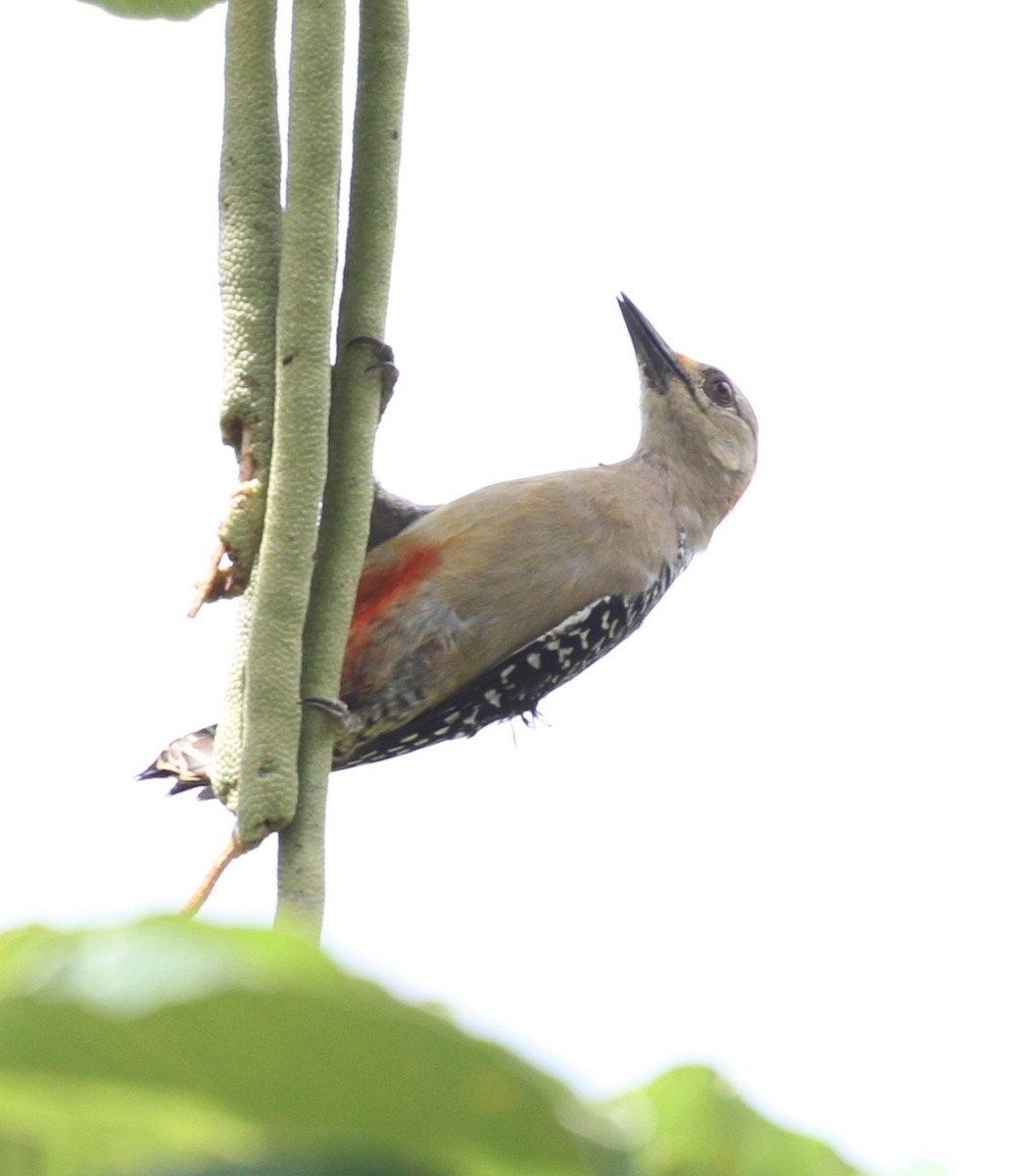 Red-crowned Woodpecker - ML161476631