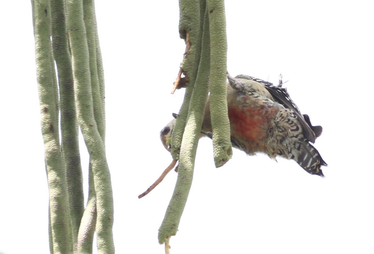 Red-crowned Woodpecker - ML161476791