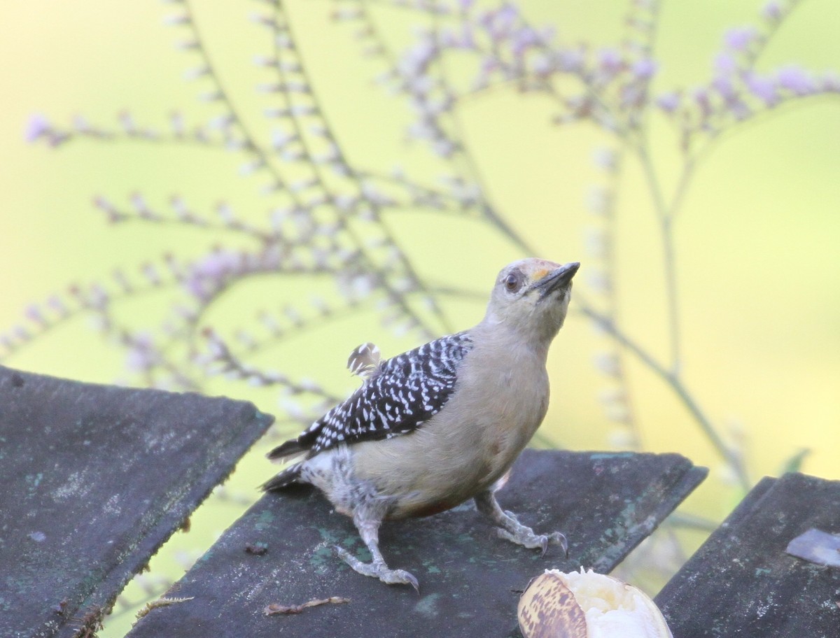 Red-crowned Woodpecker - ML161477071