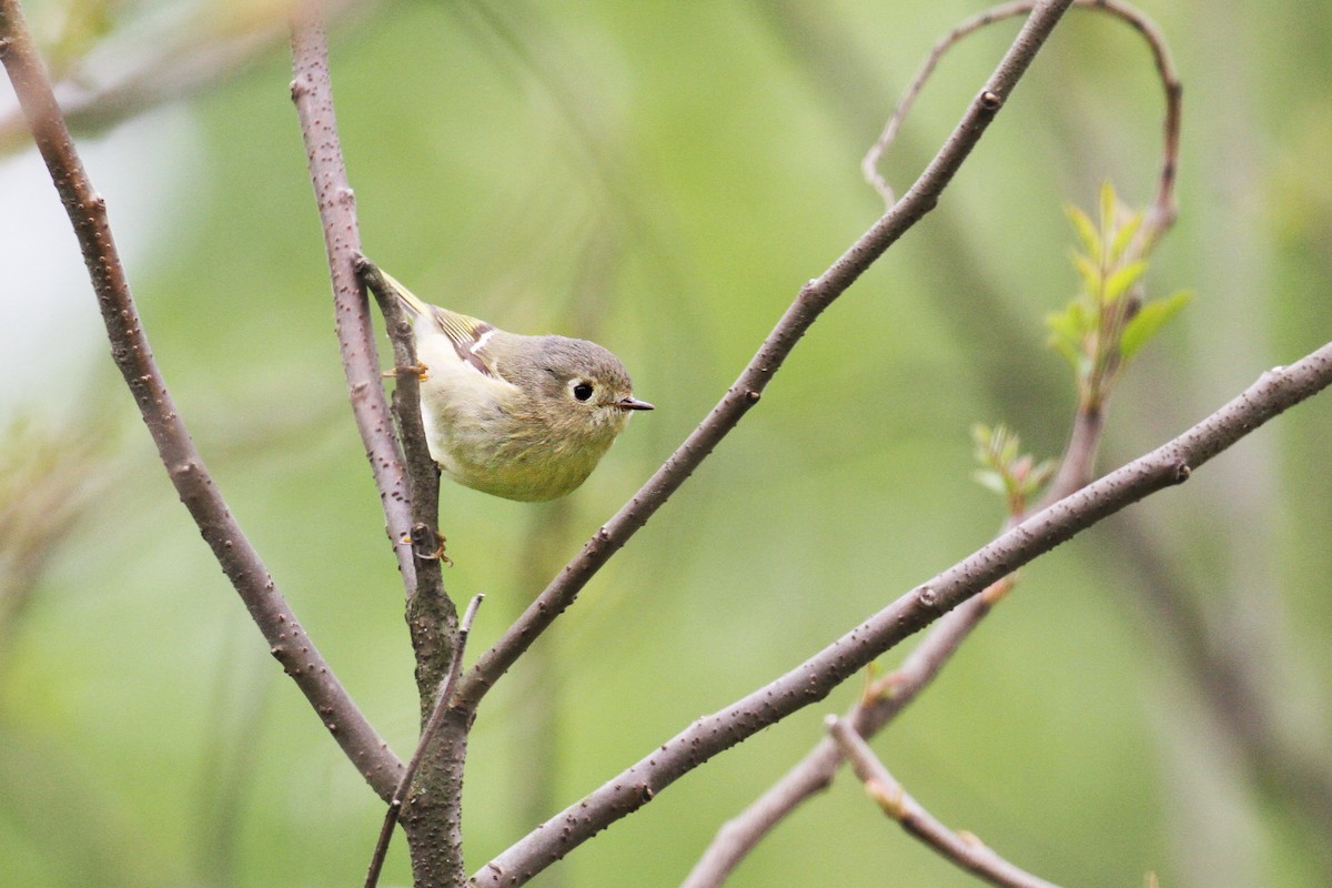 Ruby-crowned Kinglet - ML161477101