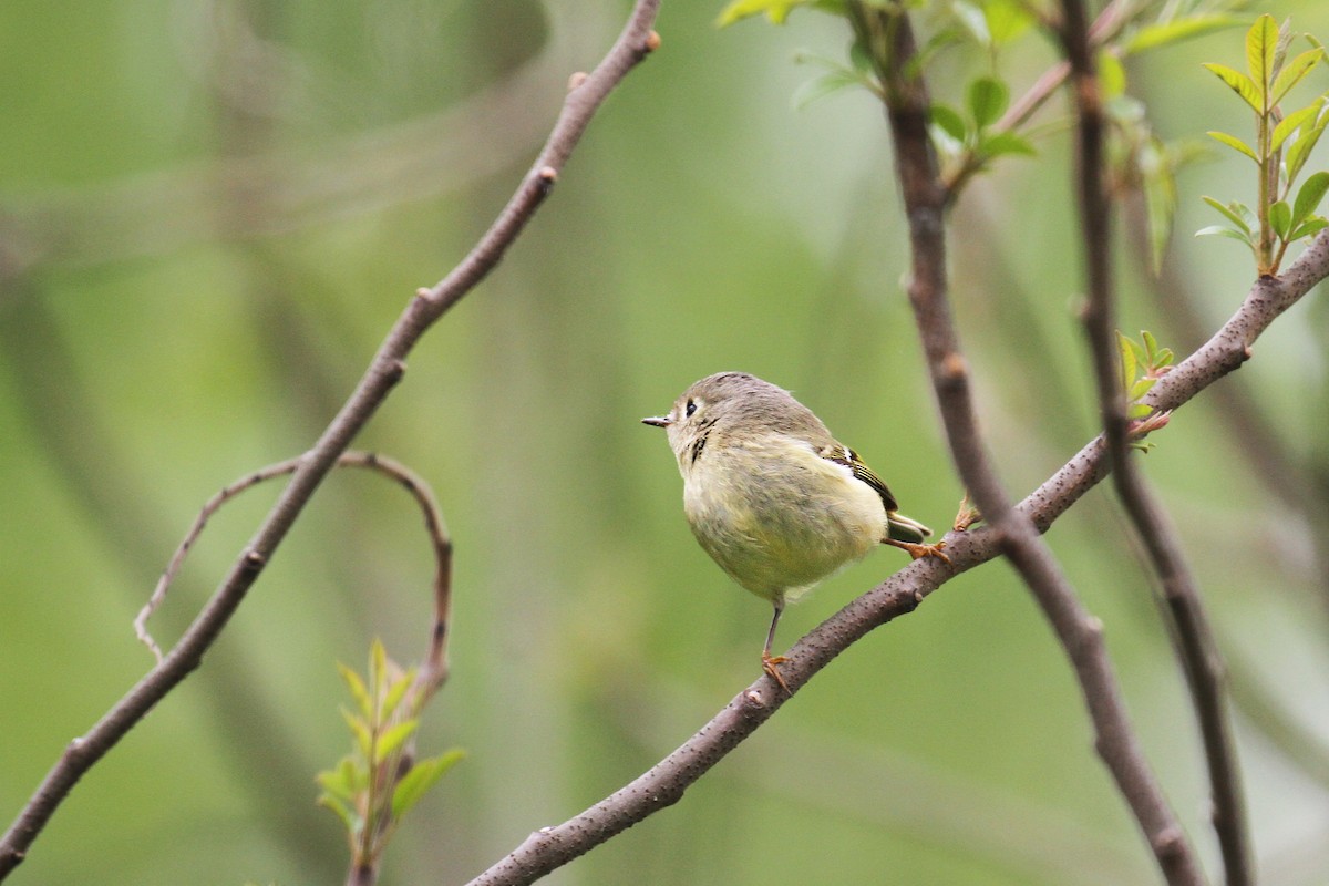 Ruby-crowned Kinglet - ML161477281