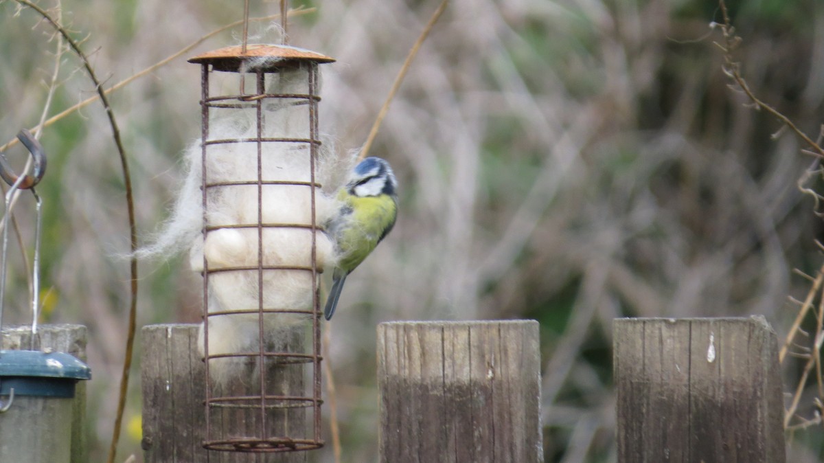 Eurasian Blue Tit - ML161477791