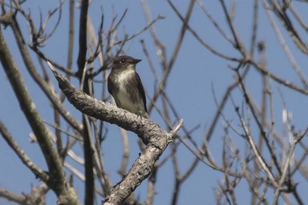 Olive-sided Flycatcher - ML161478421