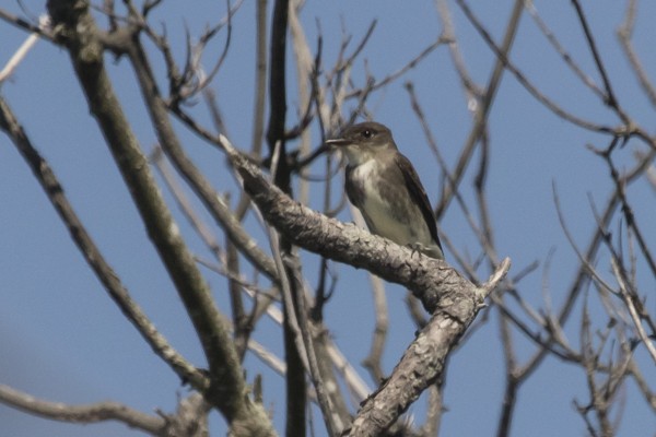 Olivflanken-Schnäppertyrann - ML161478451