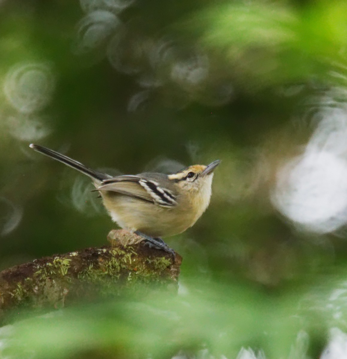 Black-capped Antwren - Forrest Rowland