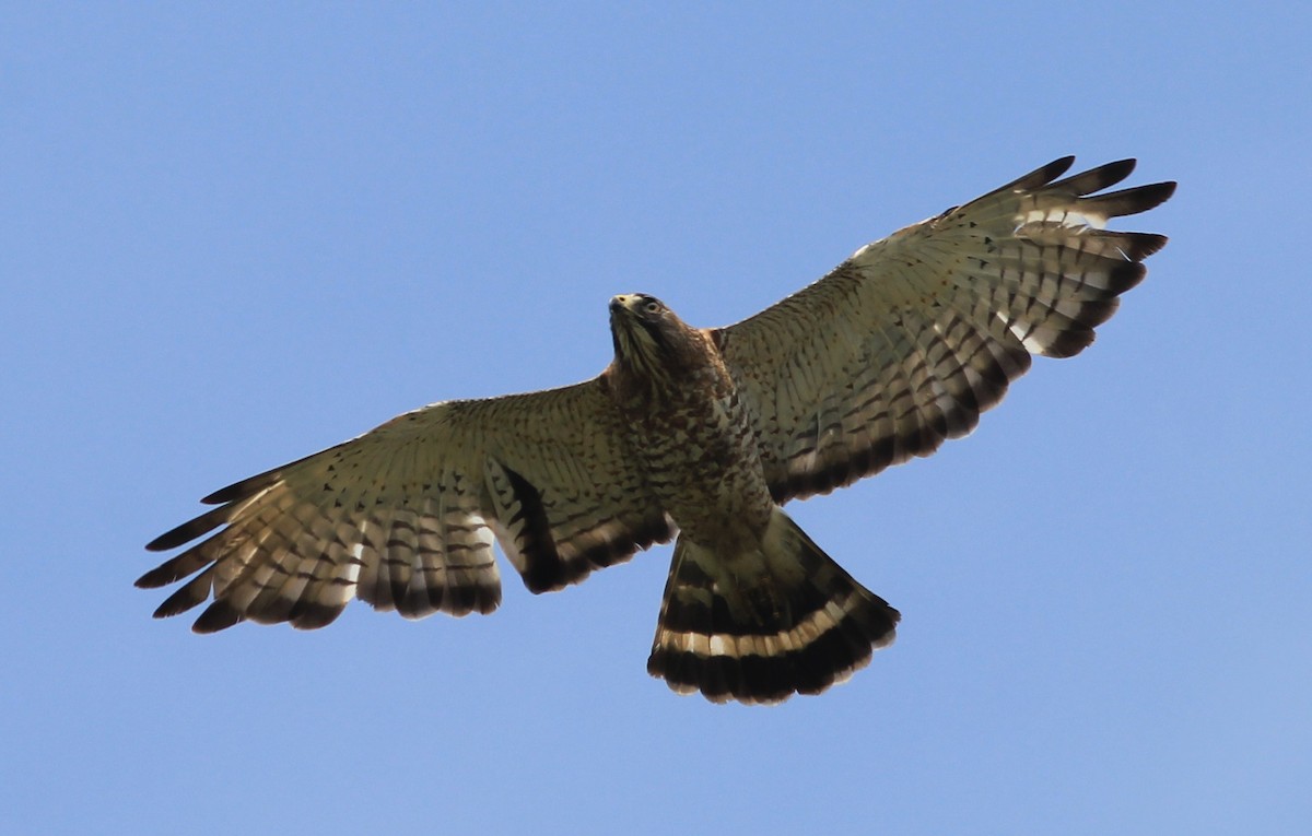 Broad-winged Hawk - Scott Fisher