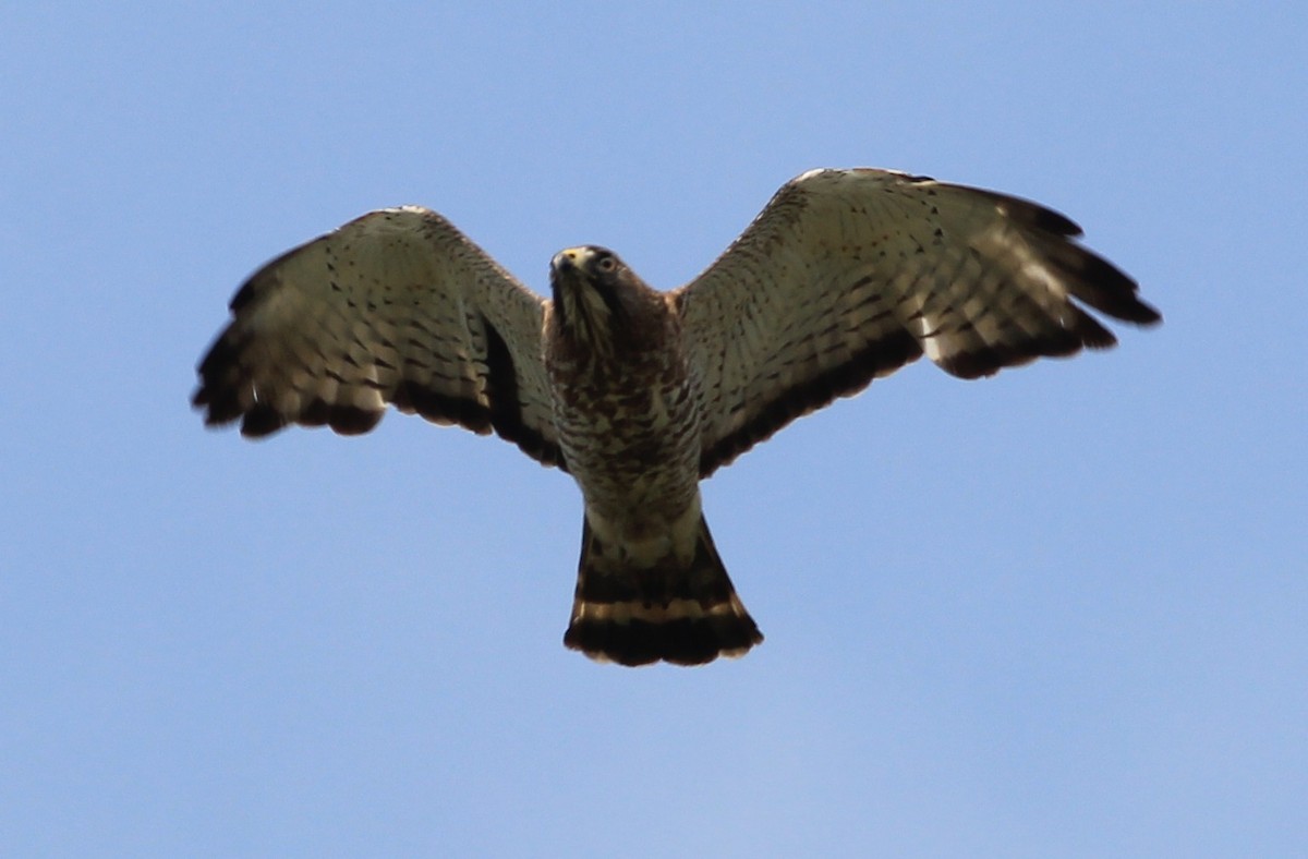 Broad-winged Hawk - Scott Fisher