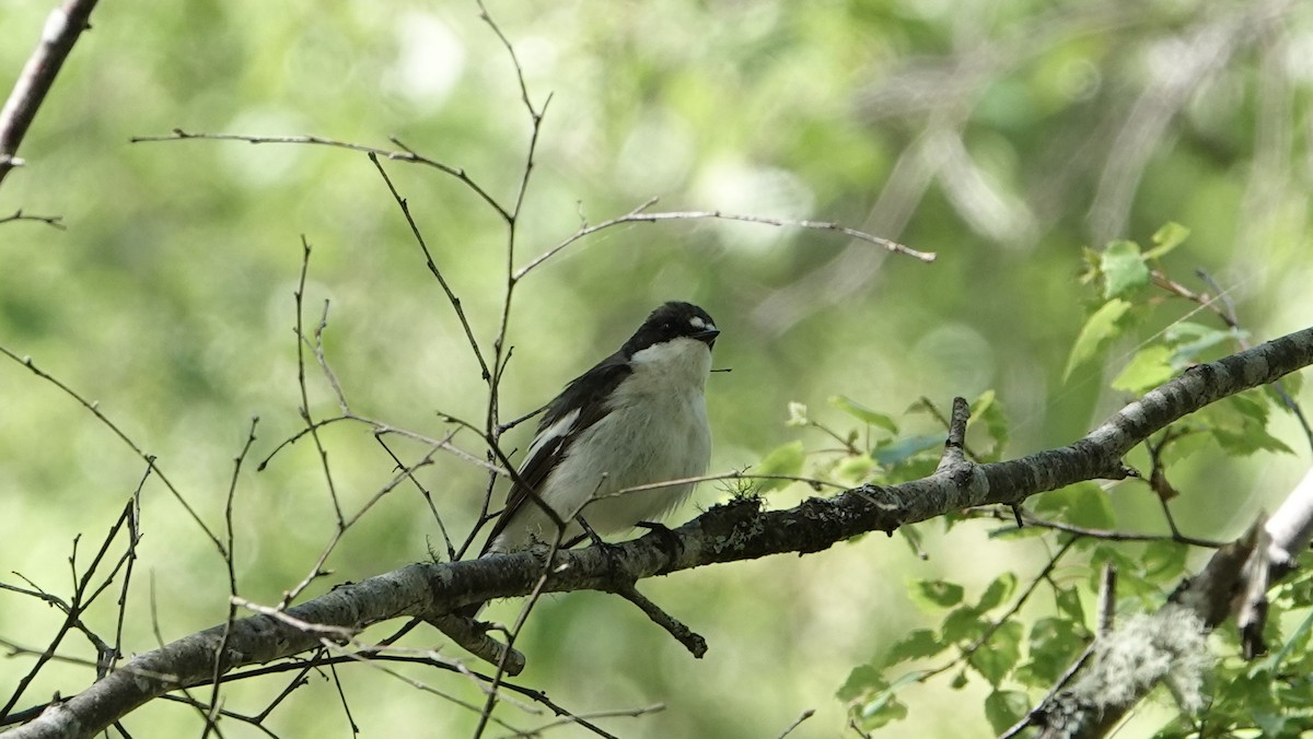 European Pied Flycatcher - ML161483331