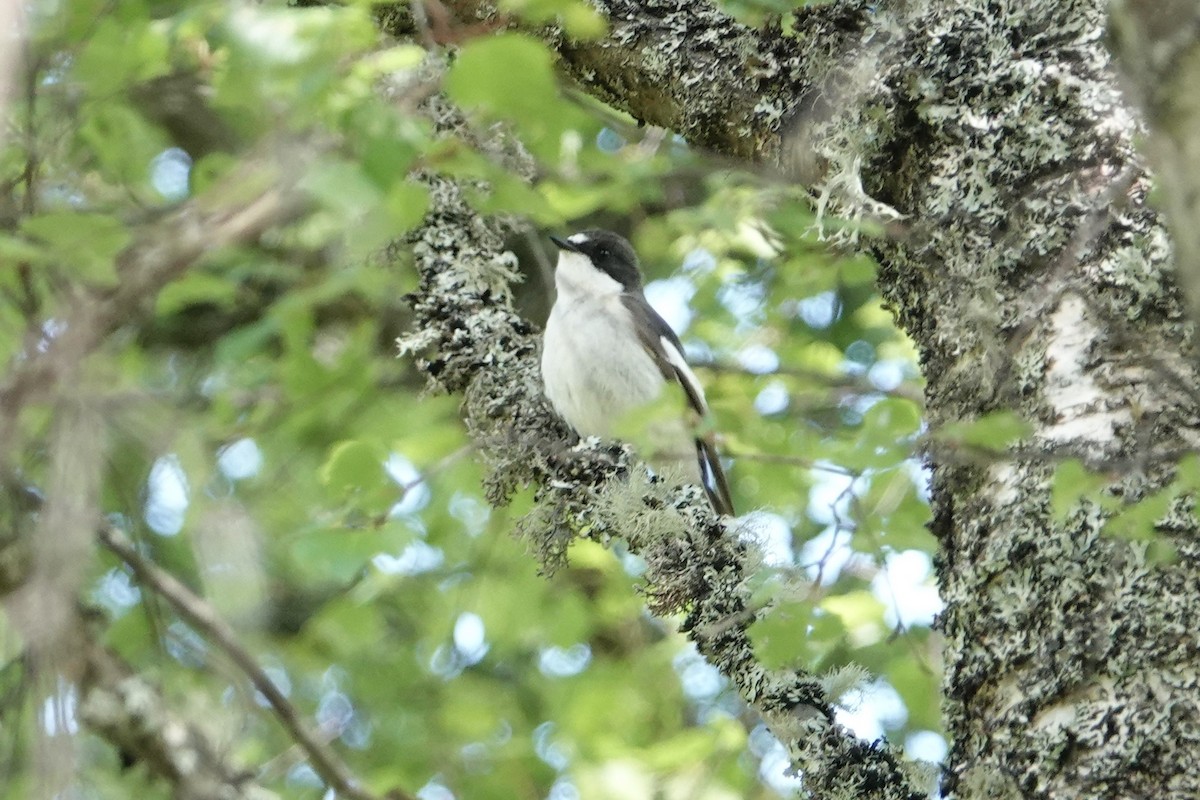 Gobemouche noir - ML161483361