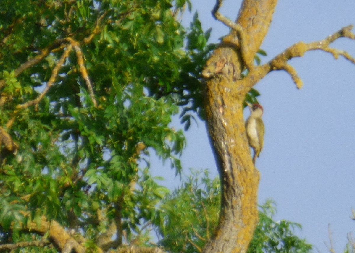 Eurasian Green Woodpecker - ML161484371