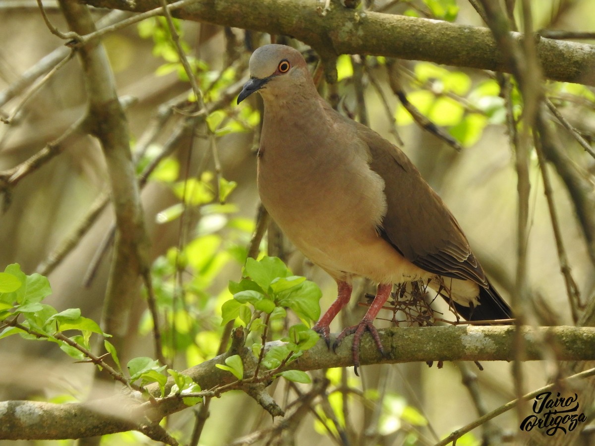 White-tipped Dove - Jairo Ortigoza del Angel