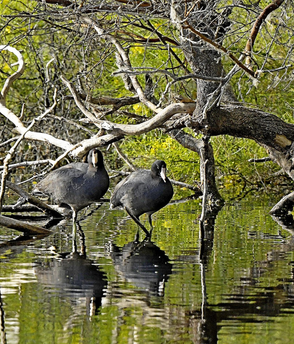 American Coot - Paul Arneson