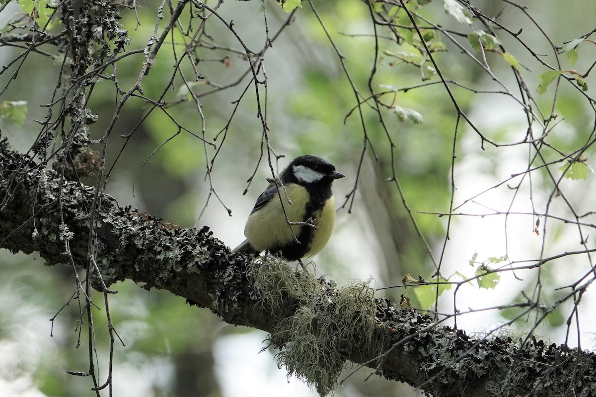 Mésange charbonnière - ML161486191