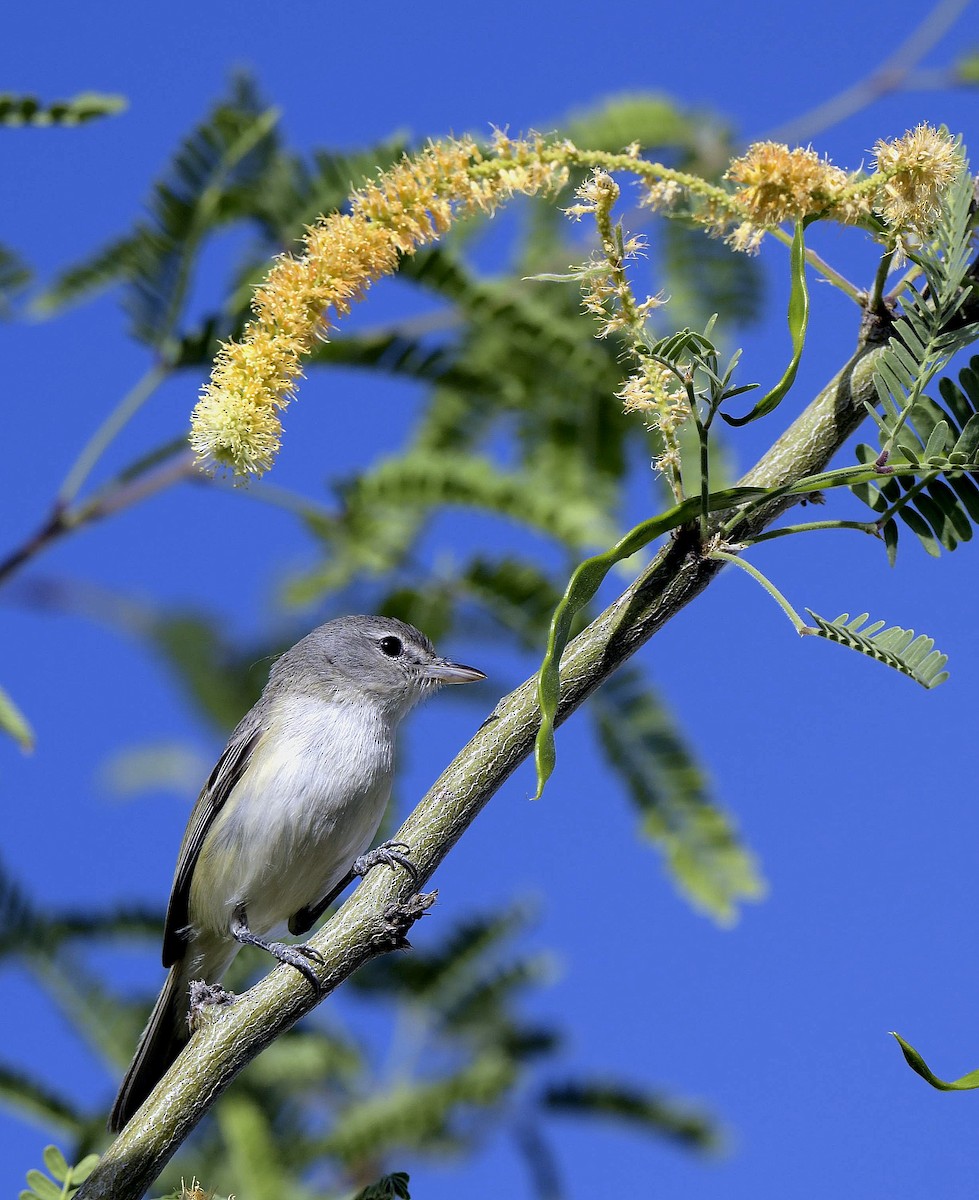 Bell's Vireo - ML161486521