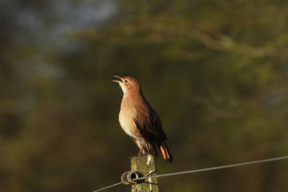 Rufous Hornero - ML161487371