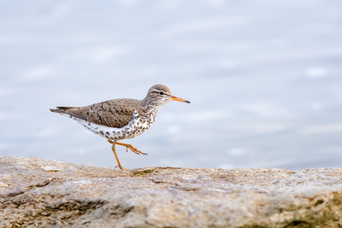 Spotted Sandpiper - ML161490801