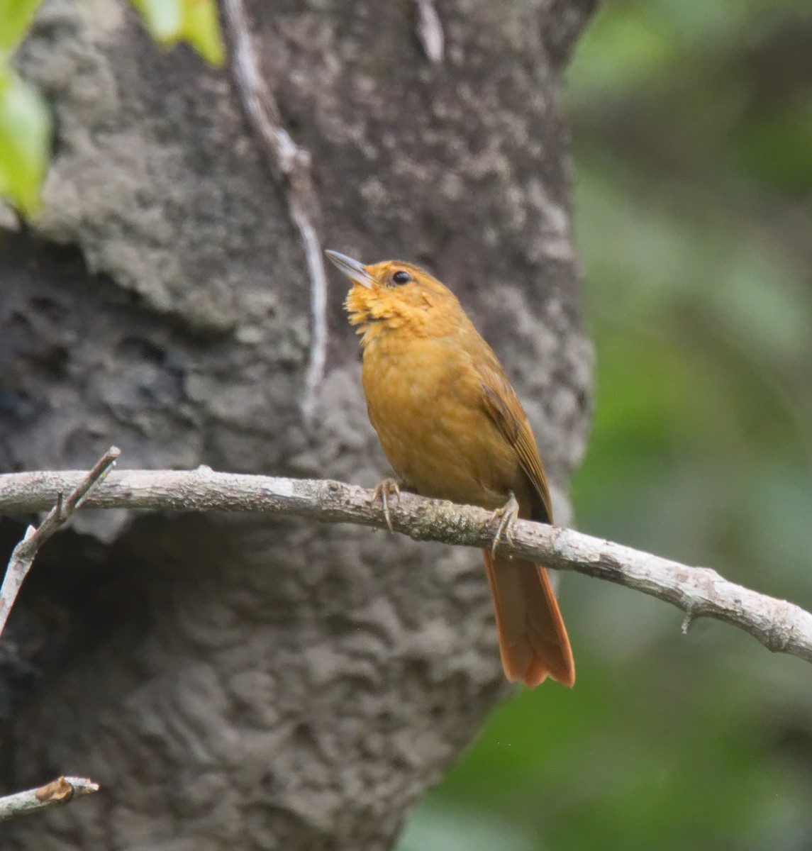 Russet-mantled Foliage-gleaner - Forrest Rowland / Rockjumper Expeditions