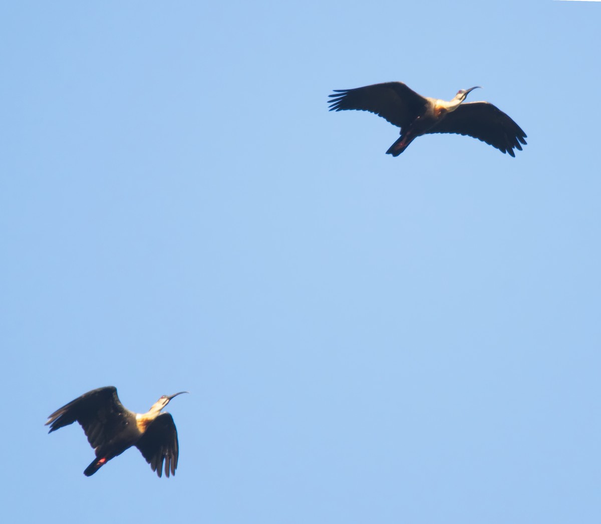 Buff-necked Ibis - Forrest Rowland