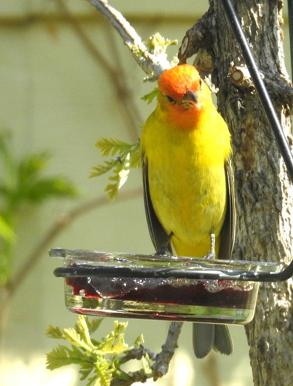 Western Tanager - ML161495421