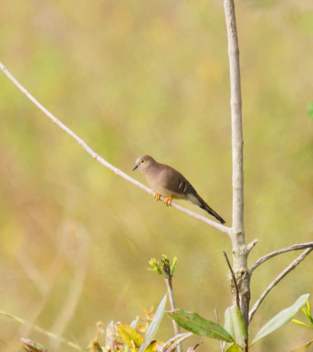 Long-tailed Ground Dove - Forrest Rowland