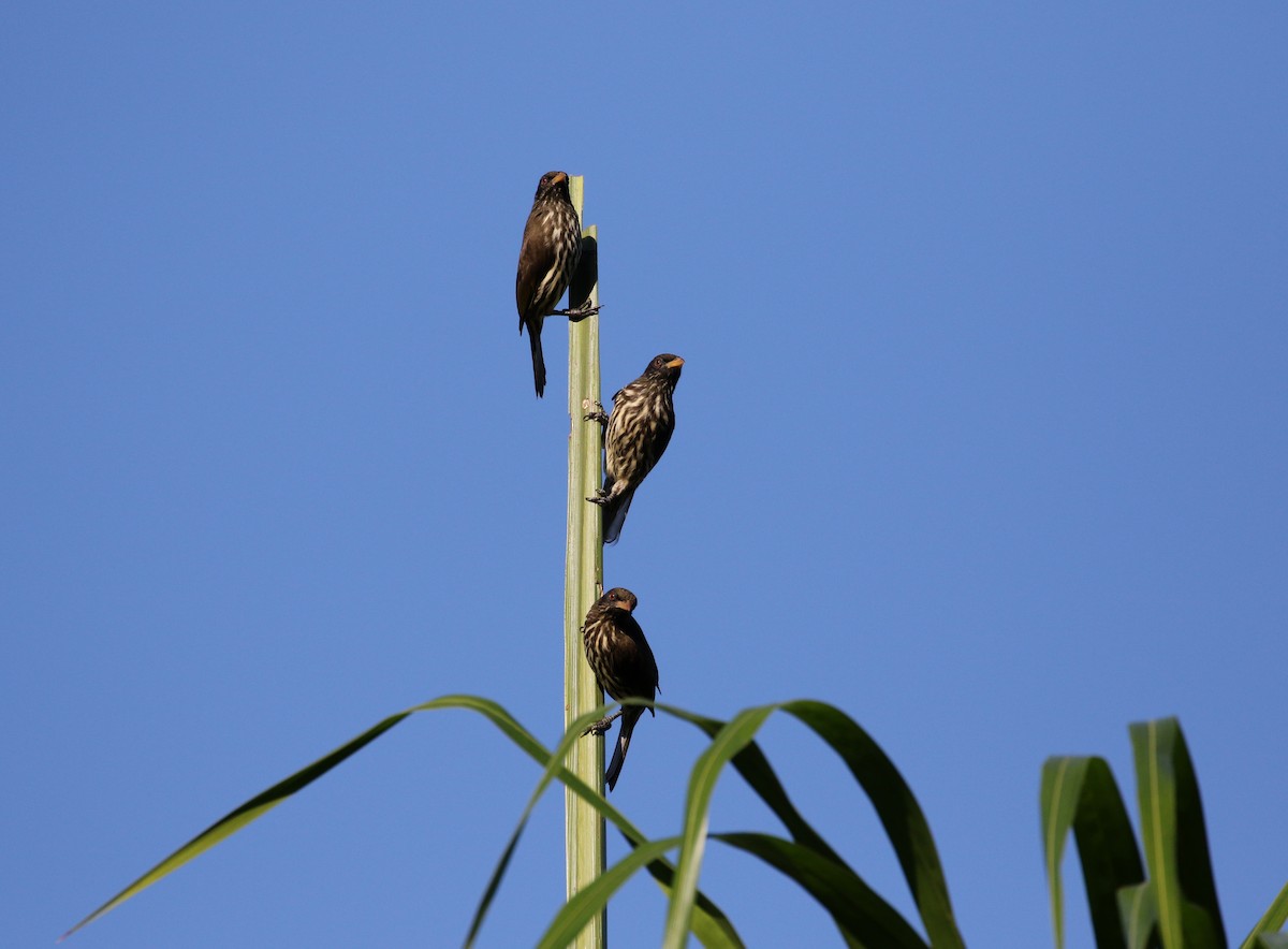 Palmchat - ML161497271