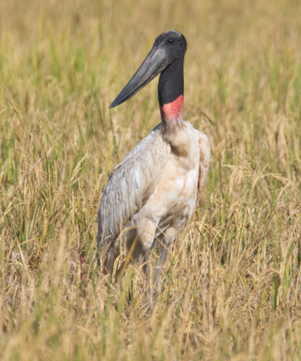 Jabiru d'Amérique - ML161497341