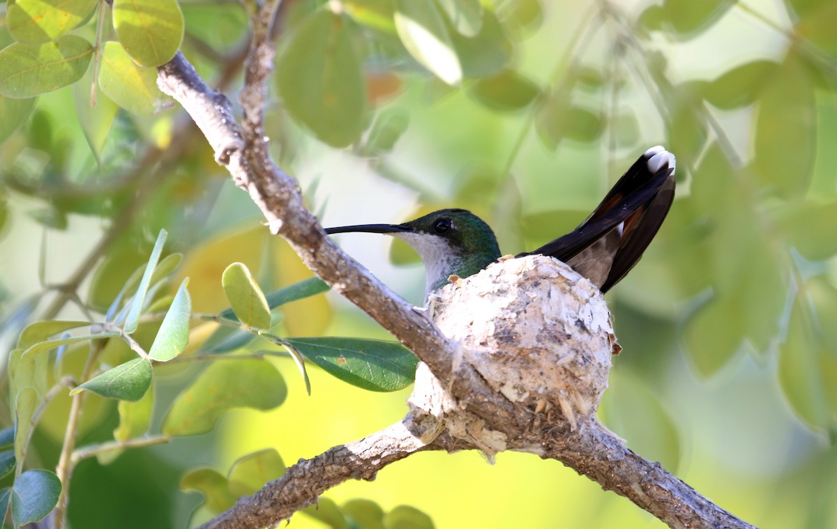 Hispaniolan Mango - Jay McGowan