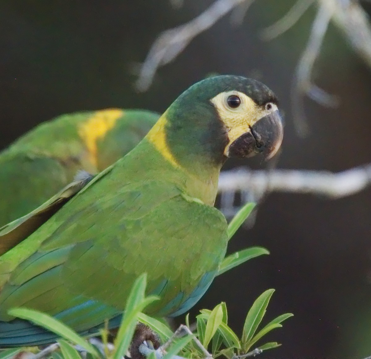 Yellow-collared Macaw - Forrest Rowland