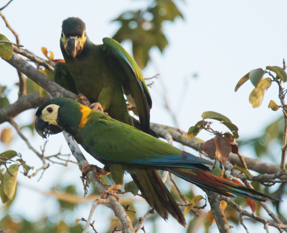 Guacamayo Acollarado - ML161498781