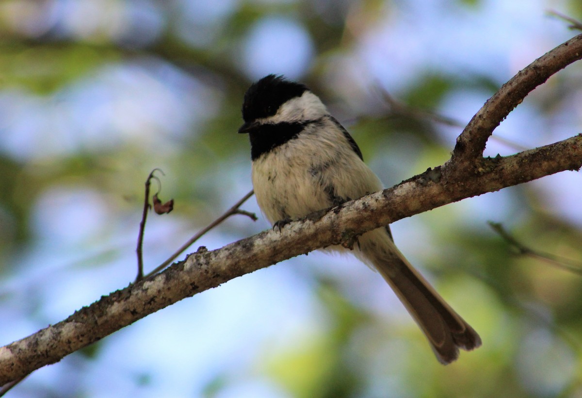 Black-capped Chickadee - ML161501251