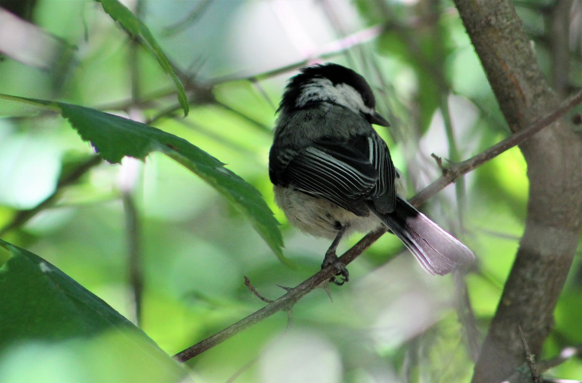 Black-capped Chickadee - ML161501261