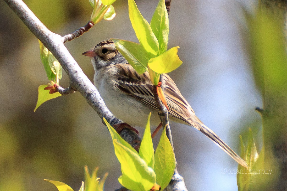 Clay-colored Sparrow - Brian Murphy