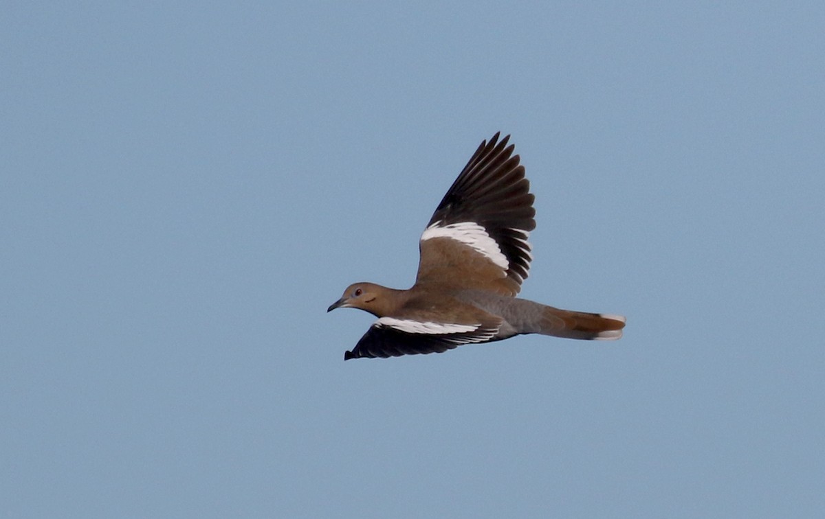 White-winged Dove - ML161502231