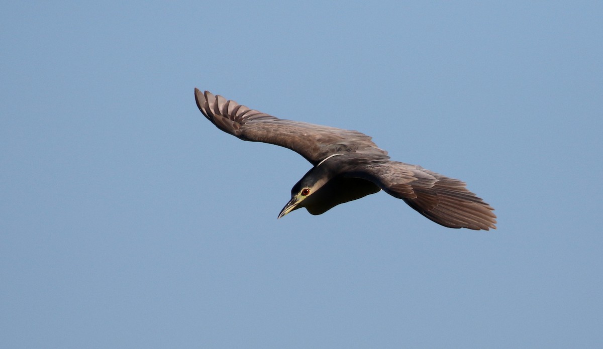 Black-crowned Night Heron (American) - ML161502291