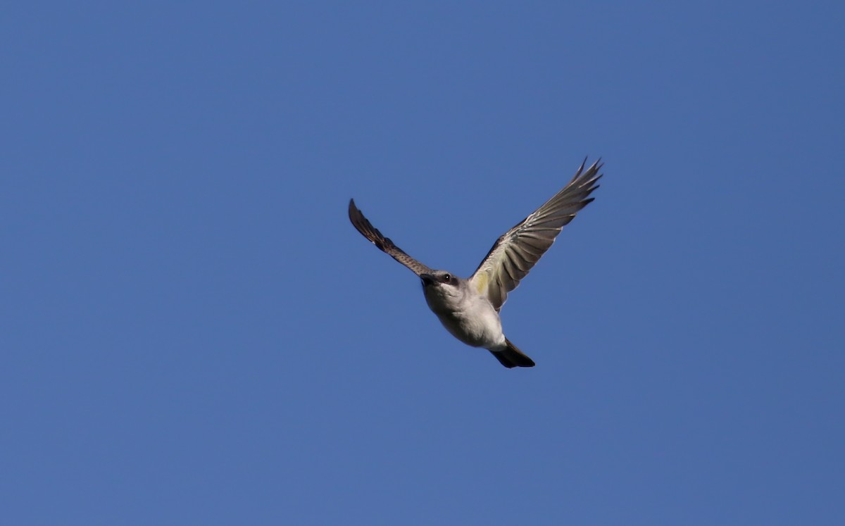 Gray Kingbird - ML161502331