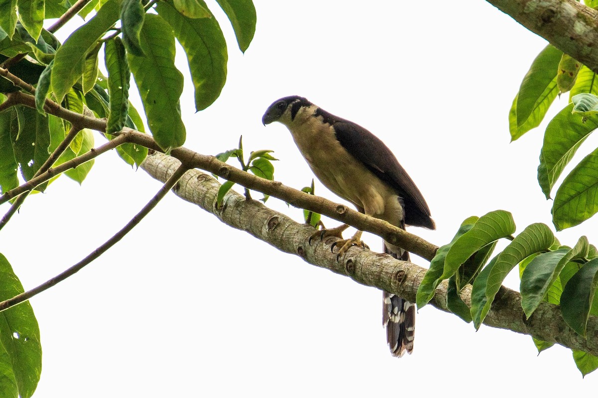 Collared Forest-Falcon - ML161502431