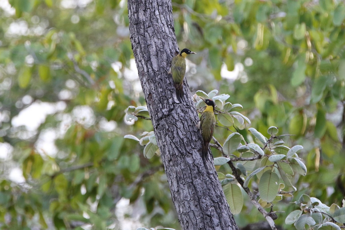 Black-headed Woodpecker - Olivier Langrand